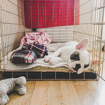 Puppy laying in dog crate